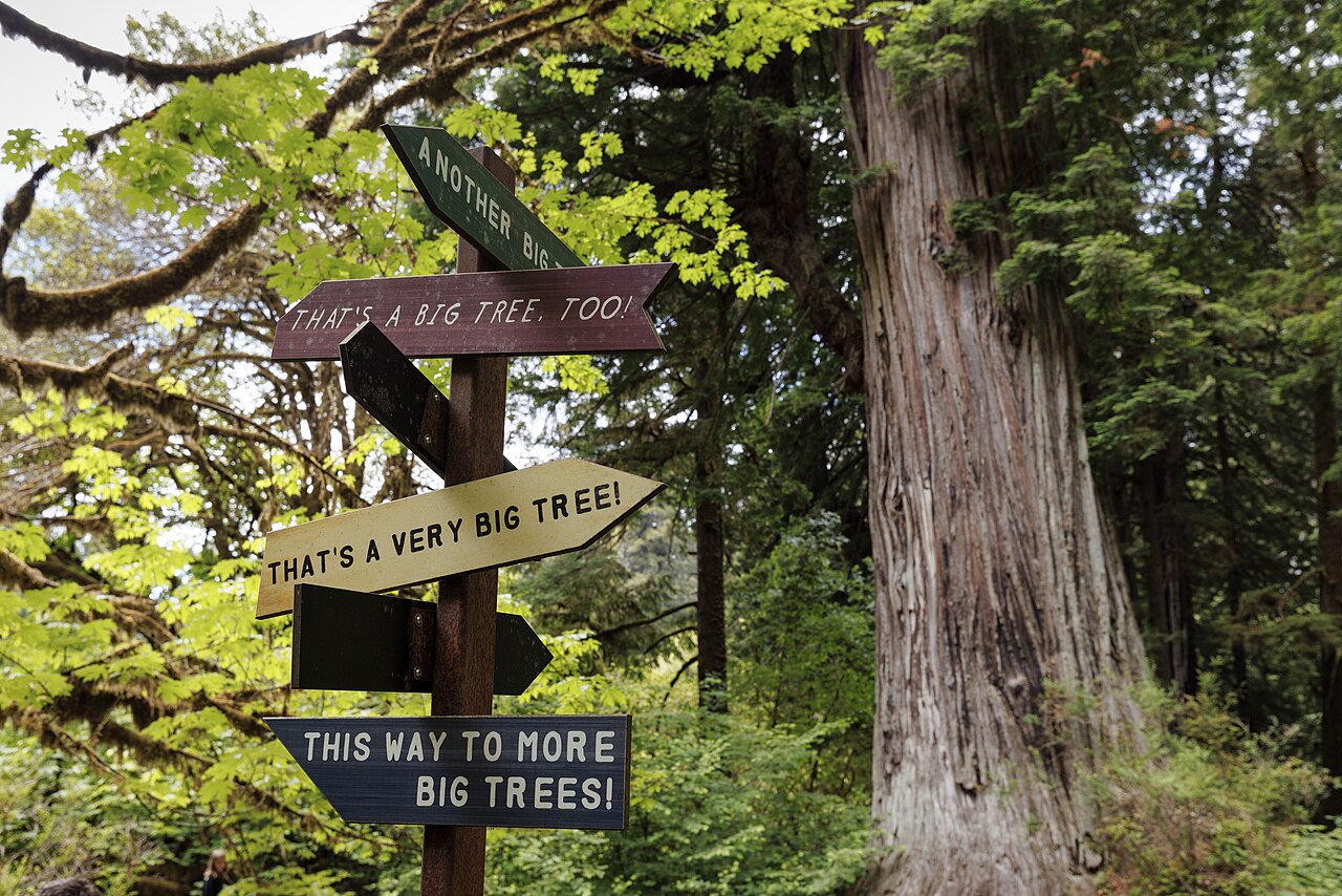 Rừng redwood cổ thụ trong Vườn quốc gia Redwood, California