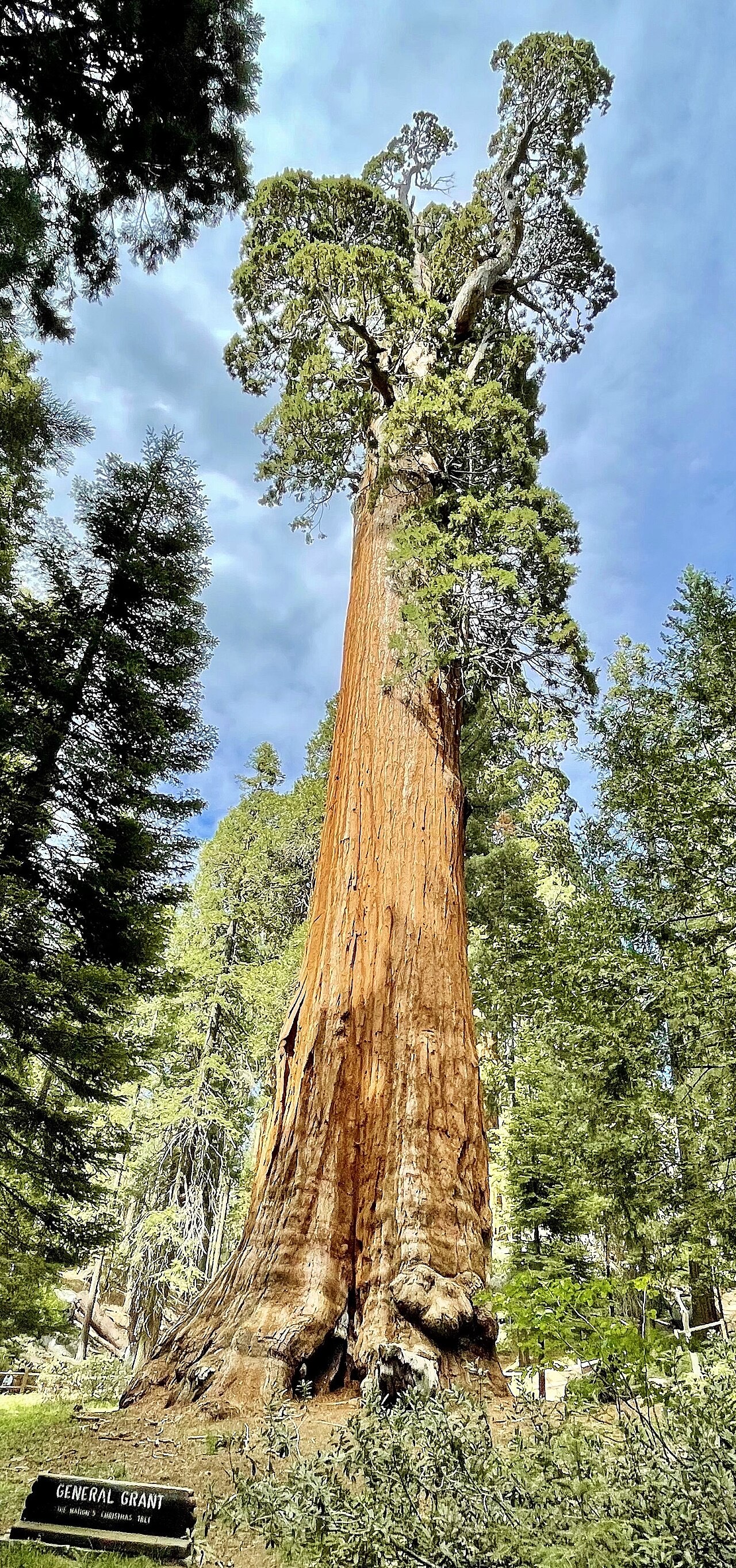 Cây General Grant tại Vườn quốc gia Kings Canyon