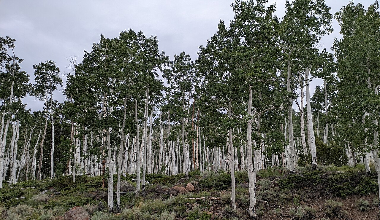 Rừng dương Pando ở Utah vào mùa thu